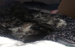 Mixed Breed dogs for sale: Pug cross shitzhu female puppies - Image 10