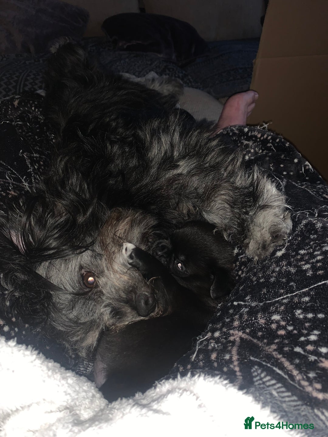 Mixed Breed dogs for sale: Pug cross shitzhu female puppies - Image 10