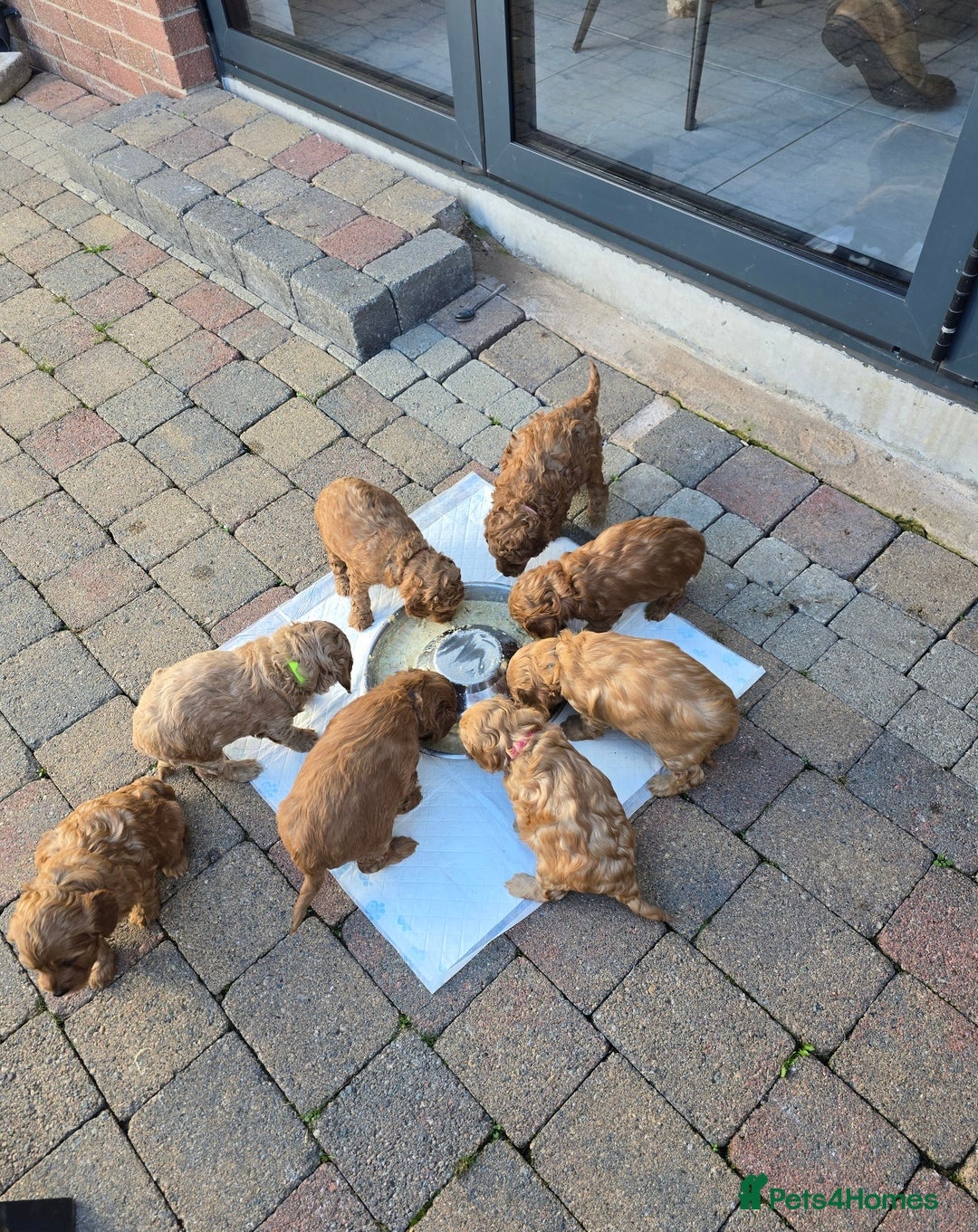 Cockapoo dogs for sale: F1B Red Cockapoo Pups - Image 7