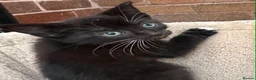 Mixed Breed cats for sale: Kittens  - Advert 8