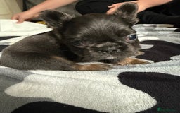 French Bulldog dogs for sale: Fluffy French Bulldogs - Image 9