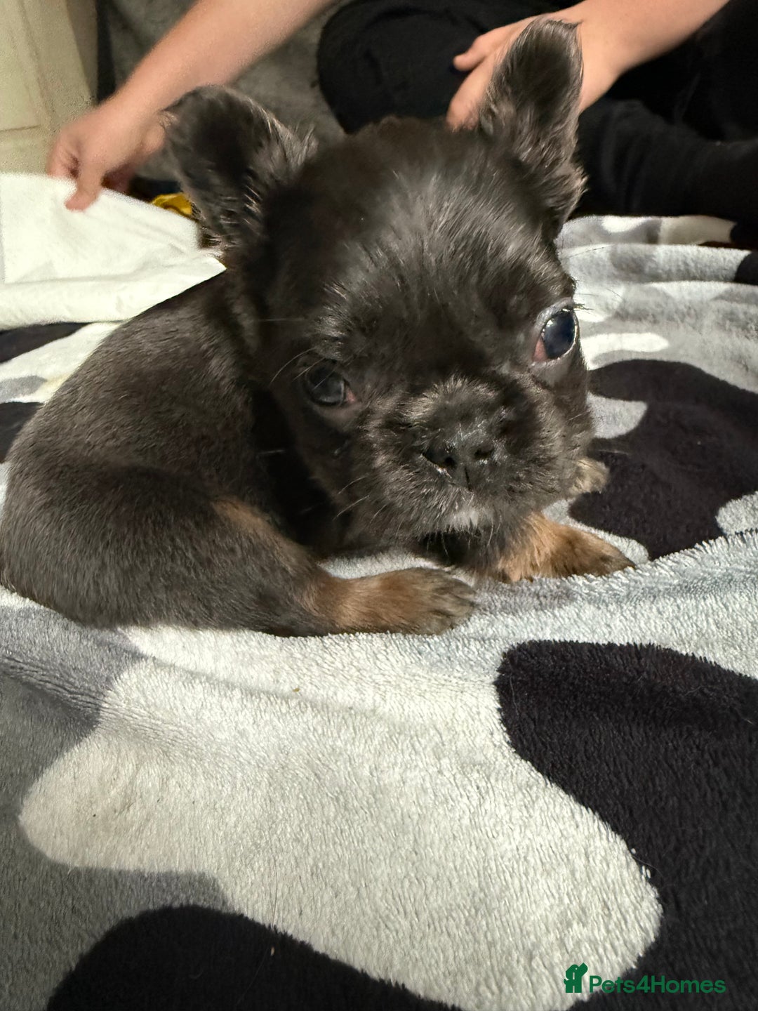 French Bulldog dogs for sale: Fluffy French Bulldogs - Image 9