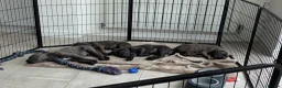 Cane Corso dogs for sale: Pure CANE CORSO BABYS . From £1000 - Advert 9