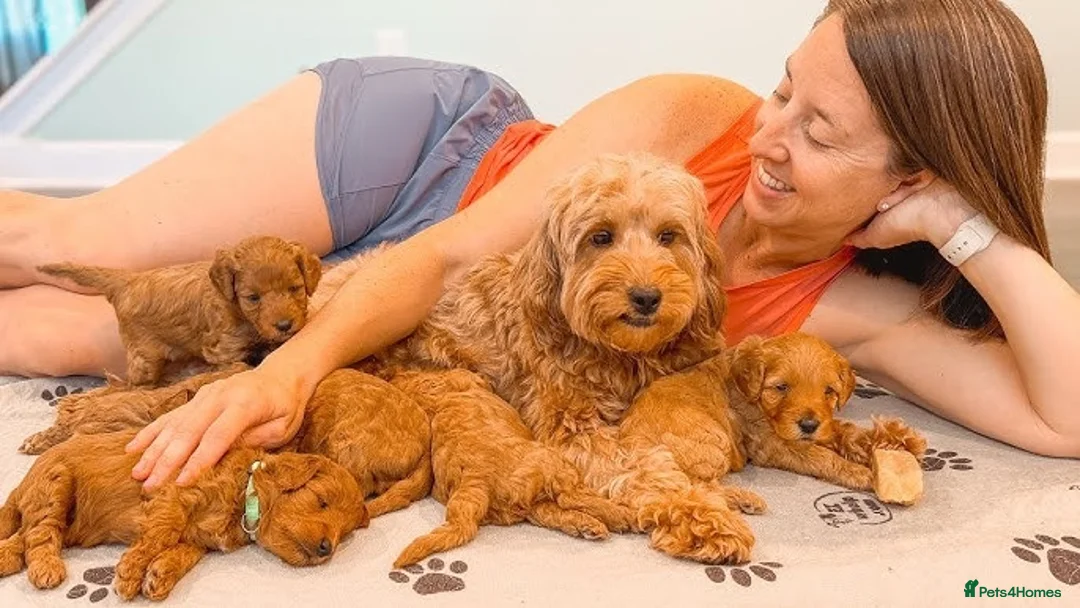 Goldendoodle dogs for sale: beautiful single GoldenDoodle  - Advert 3