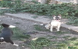 Mixed Breed dogs for sale: Husky cross  - Image 4