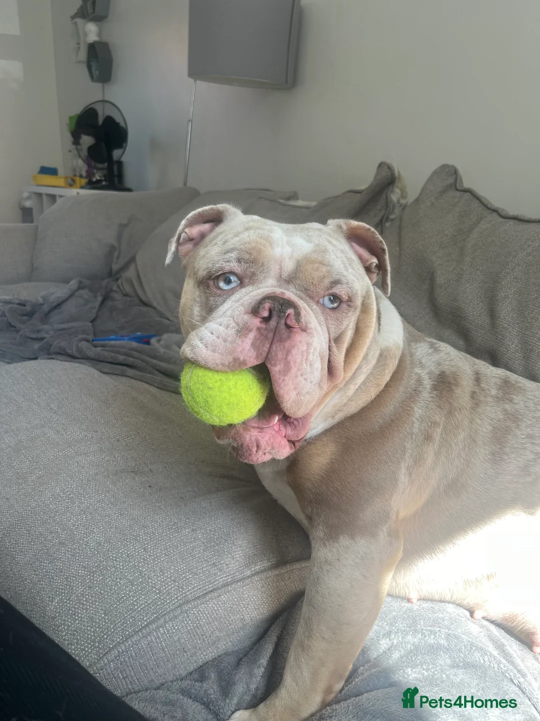 Olde English Bulldogge dogs for sale: Olde English bulldogge 2 years old in Lincoln - Advert 3