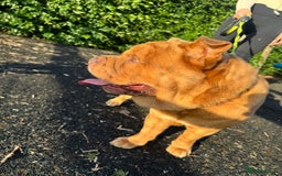 Mixed Breed dogs for sale: Hank  - Image 7