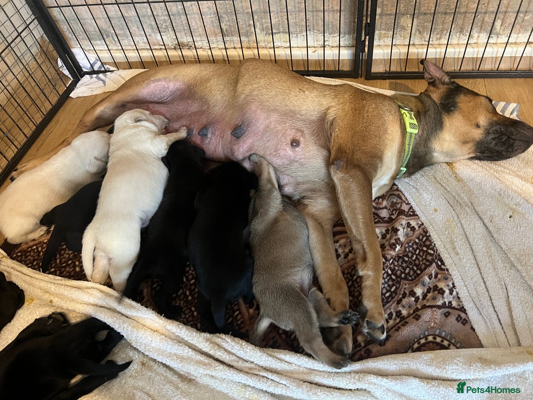 Mixed Breed dogs for sale: Beautiful mix Labrador/German Shepherd/Stuffy - Image 4