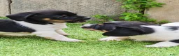 Mixed Breed dogs for sale: Mauxie ( Miniature Dachshund X Maltese )  in Gainsborough - Advert 9