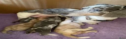 Miniature Dachshund dogs for sale: 5 beautiful Miniature Dachshund puppies  - Advert 2