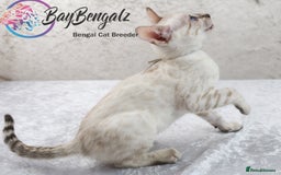 Bengal cats for sale: Champion line Superb Bengal Kittens  - Image 38