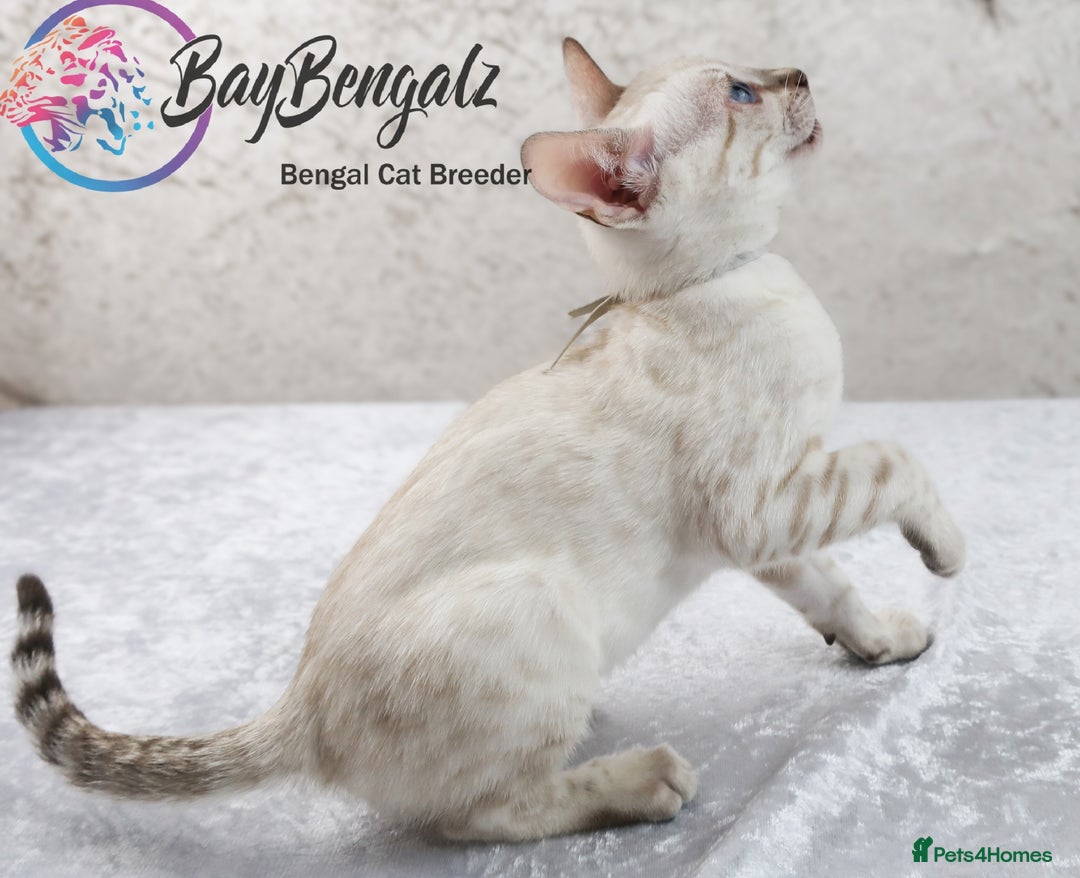 Bengal cats for sale: Champion line Superb Bengal Kittens  - Image 38