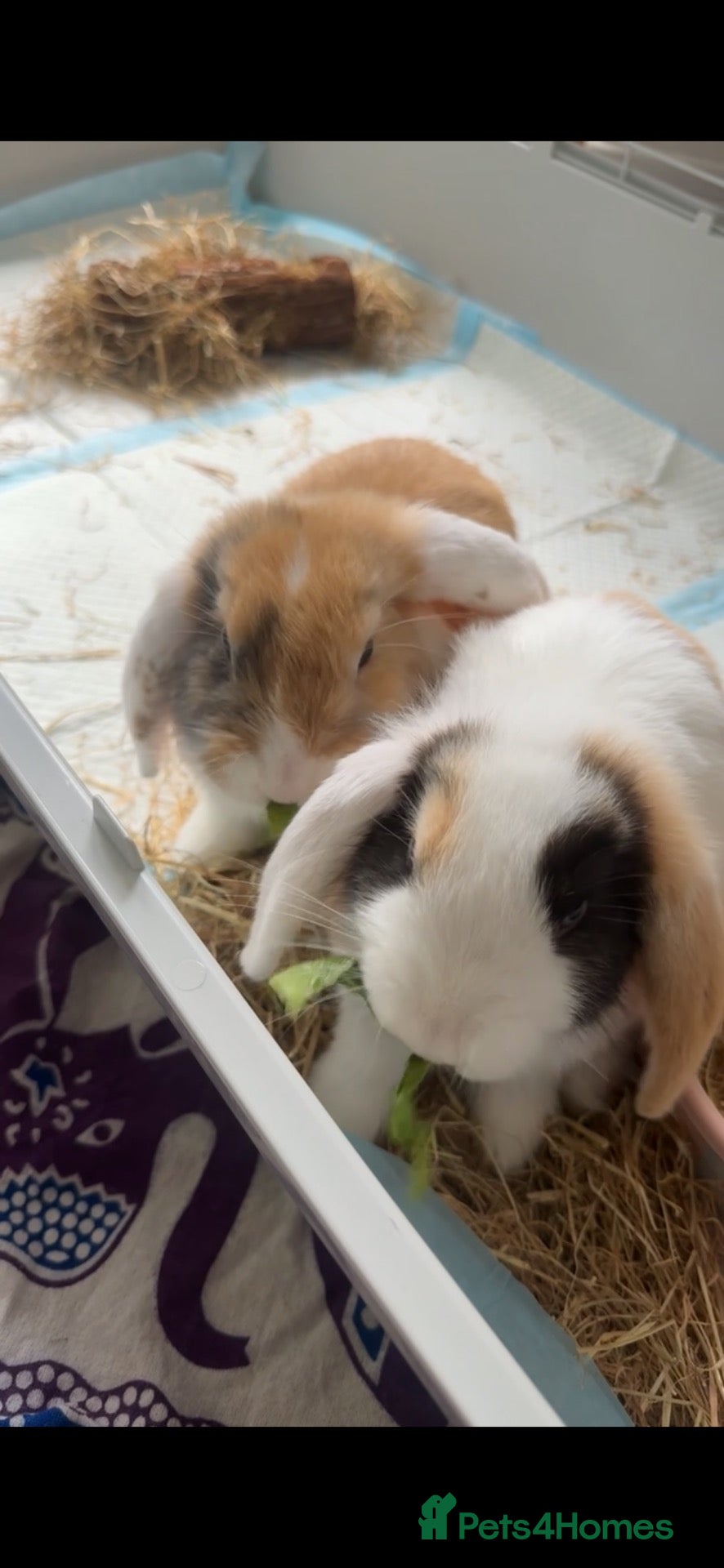Mini Lop rabbits for sale: Two female Mini Lops - Advert 3
