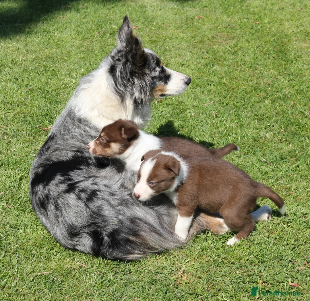Border Collie dogs for sale: Border Collie Puppies for Sale - Advert 10