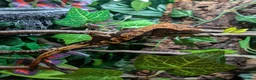 Gecko reptiles for sale: Male Crested Gecko & full set up in Oldham - Advert 4