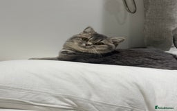 British Shorthair cats for sale: Female British Shorthair  - Image 4