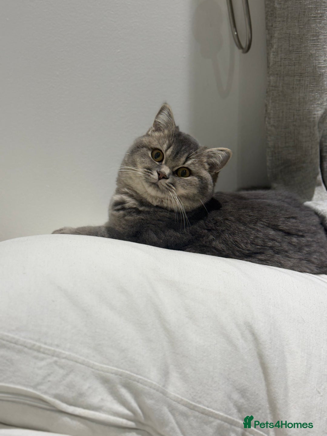 British Shorthair cats for sale: Female British Shorthair  - Image 4