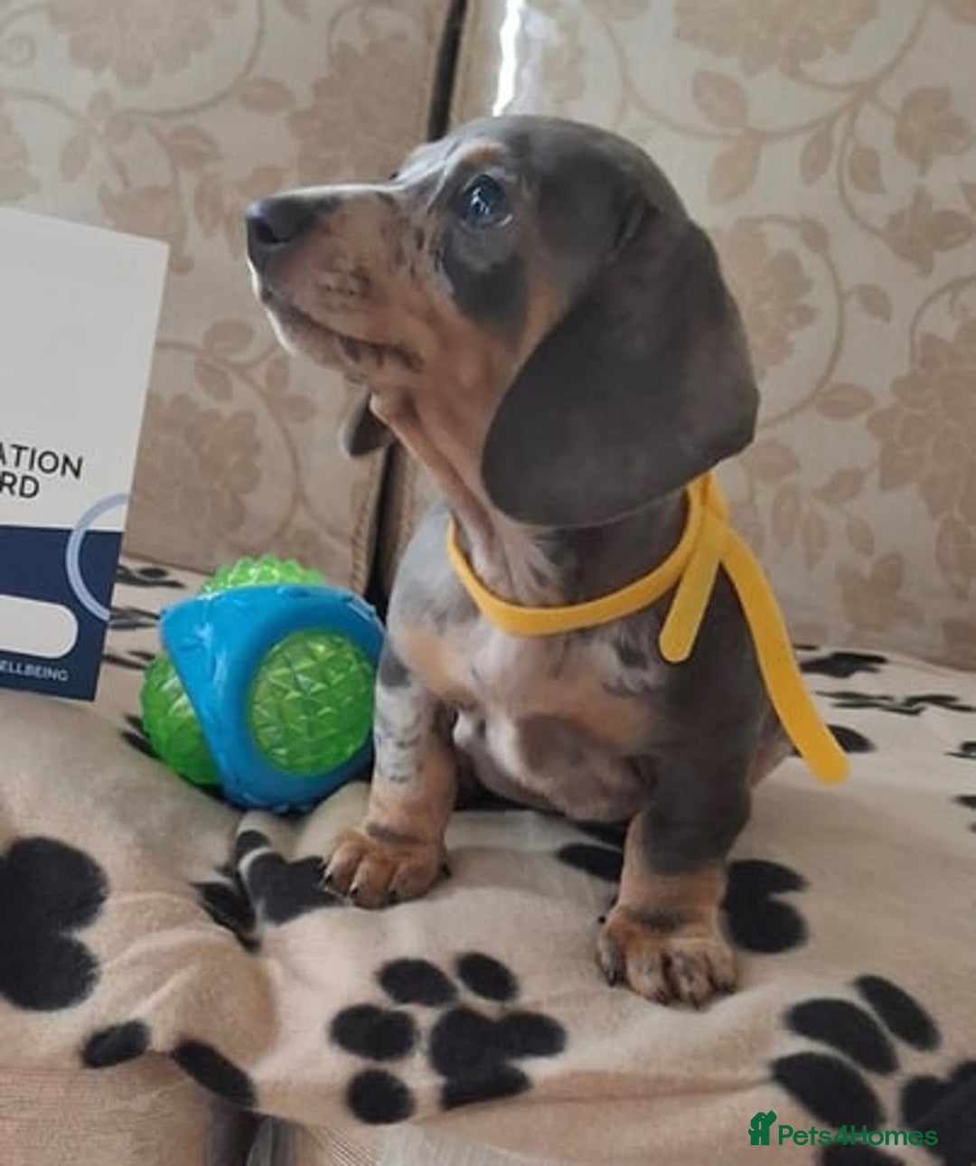 Miniature Dachshund dogs for sale: Miniature Dachshund Puppies  - Image 5