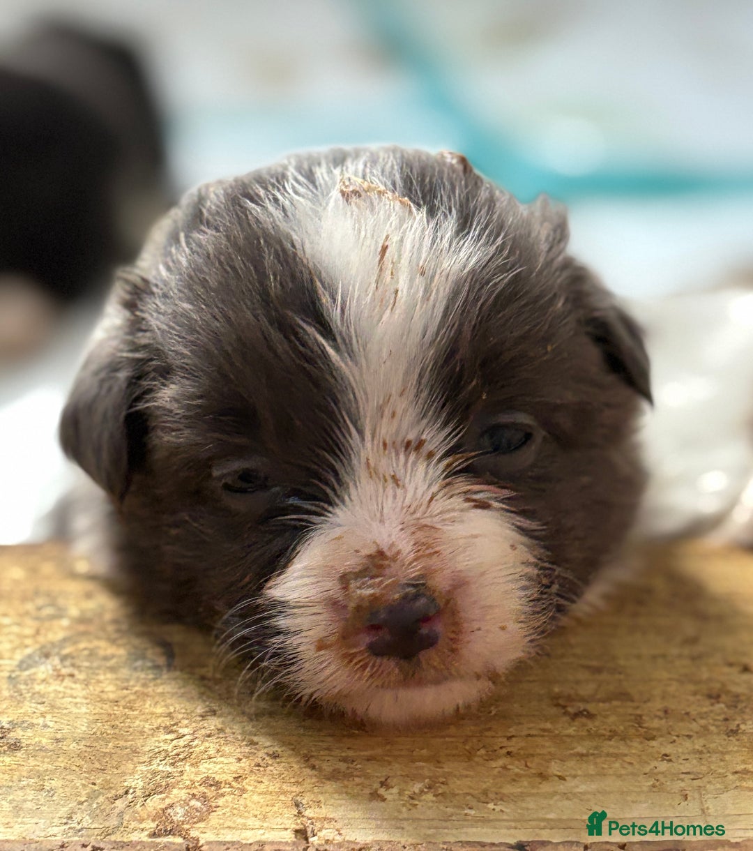 Border Collie dogs for sale:  One Blue & White Boy Available - Advert 37