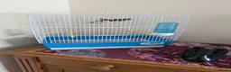 Finches birds for sale: Pair of bengalese finches - Advert 4