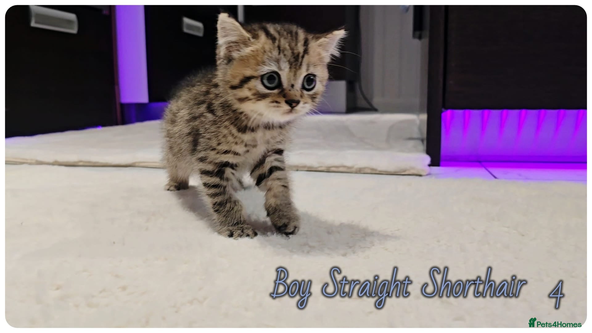 Scottish Fold cats Scotish fold kittens - Advert 6