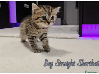Scottish Fold cats Scotish fold kittens - Advert 6