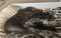 Dachshund dogs for sale: Beautiful Dachshund  - Image 2