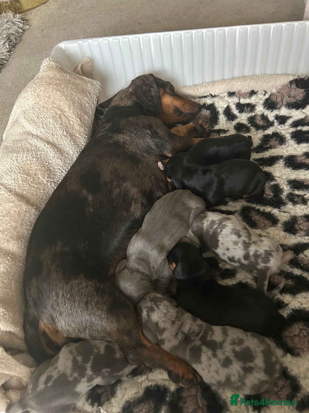 Dachshund dogs for sale: Beautiful Dachshund  - Image 2