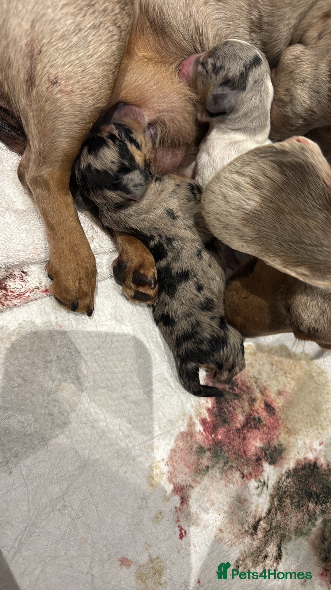Miniature Dachshund dogs for sale: Miniature dachshund  - Image 2