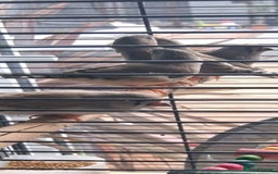 Finches birds for sale: Baby finches for sale £10 - Image 1