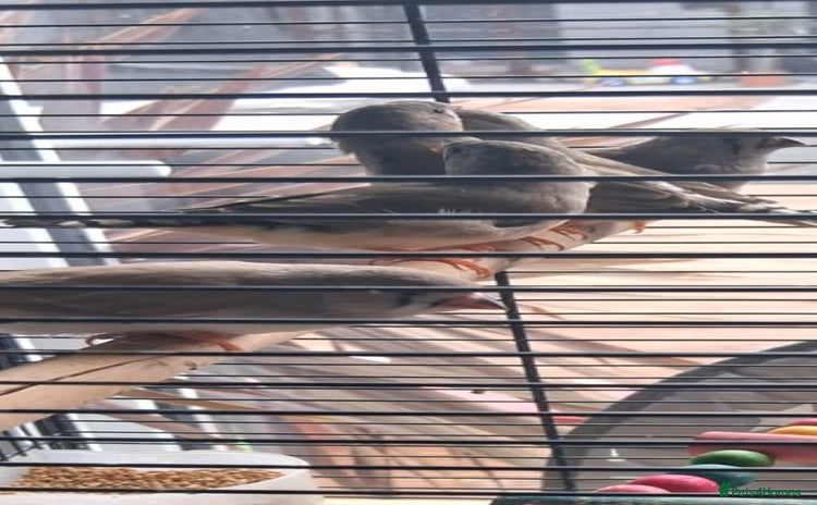 Finches birds - Advert 1