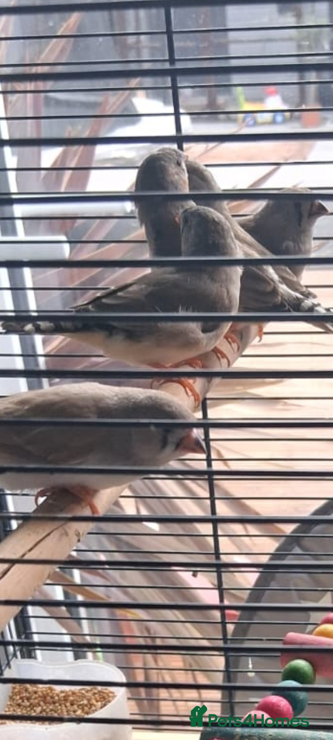 Finches birds for sale: Baby finches for sale £10 - Image 1