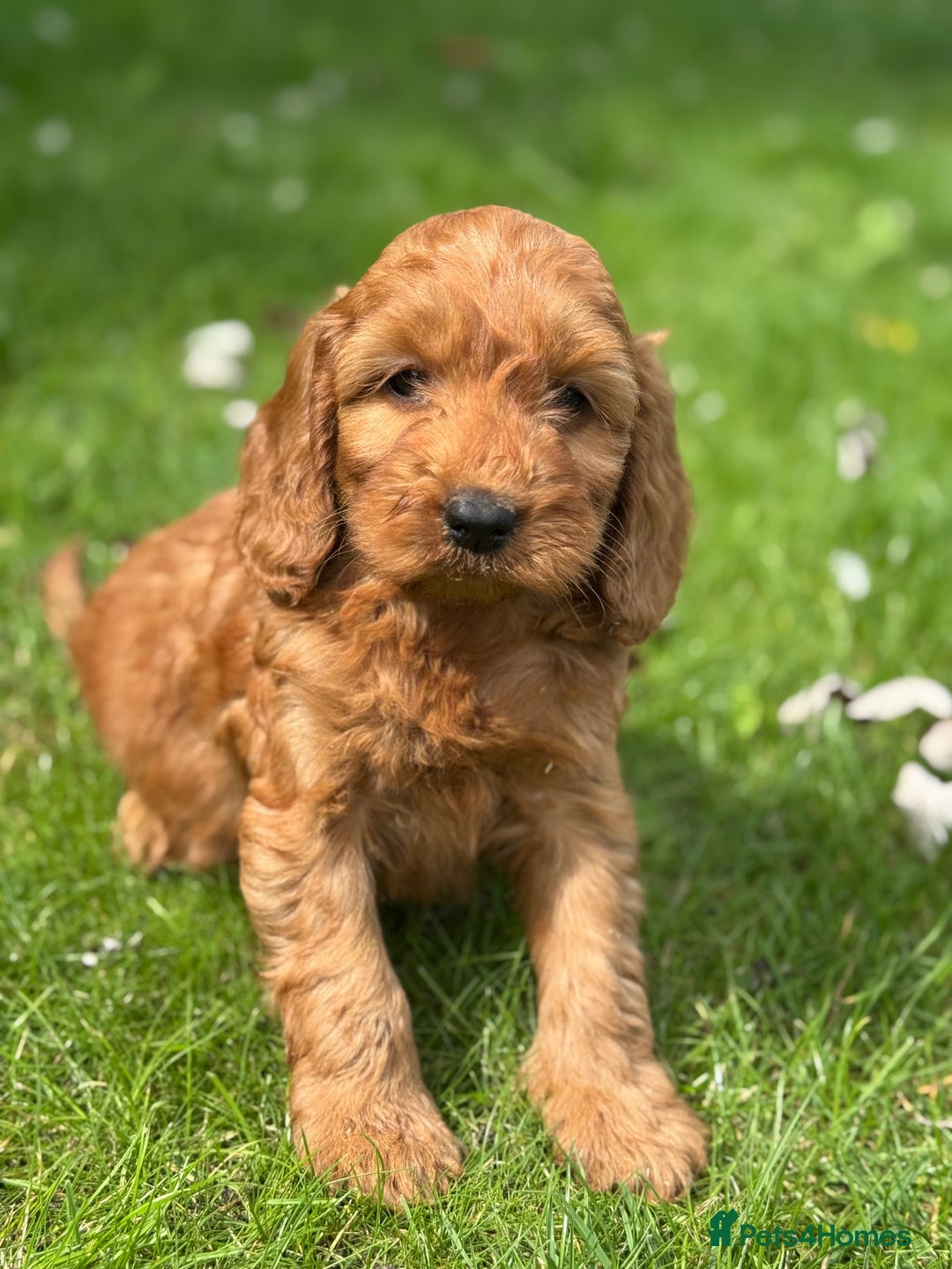 Cockapoo dogs for sale: BEAUTIFUL RED F1 COCKAPOO’S HEALTH TESTED PARENTS  - Image 22