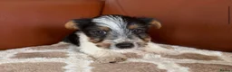 Mixed Breed dogs for sale: Yorkshire terrier X Jack Russell in Harlow - Advert 8