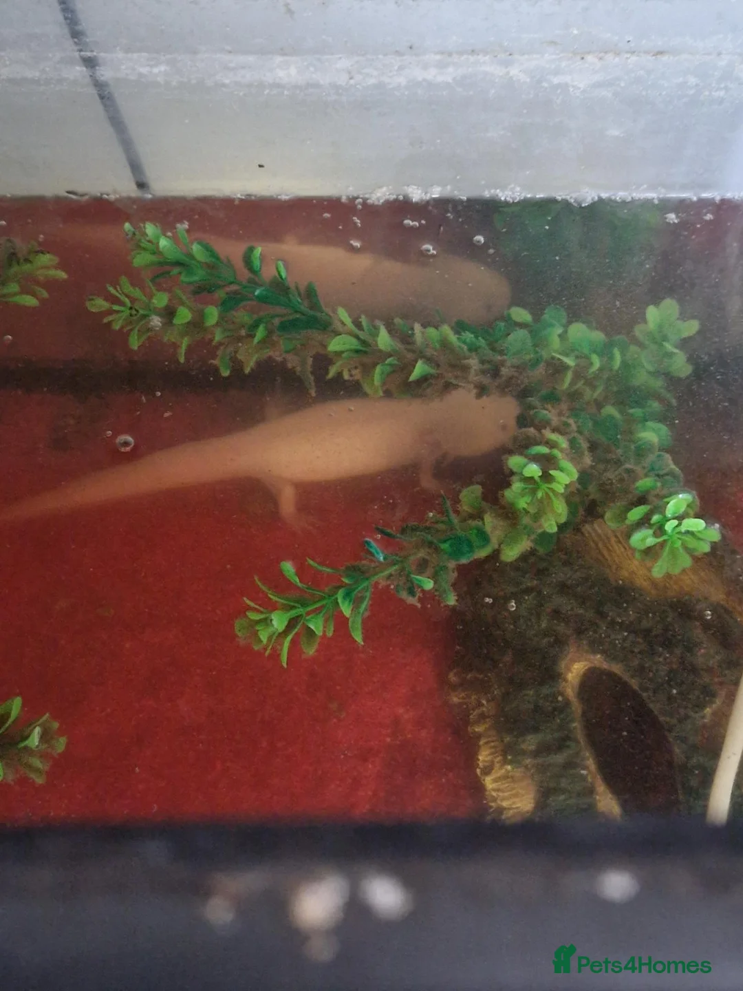 Other/Mixed Breed fish for sale: axolotl fish and a tank - Advert 2