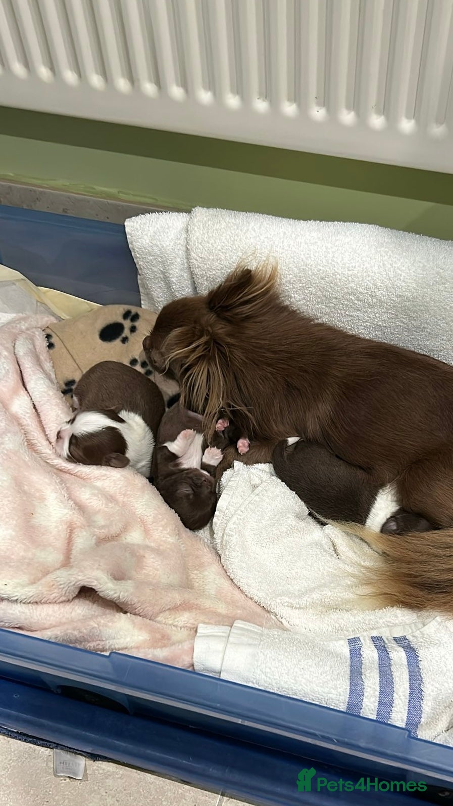 Chihuahua dogs Russian/Thai Chihuahua  - Advert 1