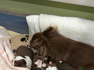 Chihuahua dogs Russian/Thai Chihuahua - Advert 1