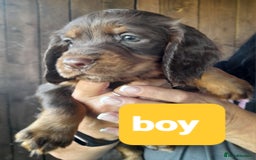 Cocker Spaniel dogs for sale: Working cocker spaniel - Image 1