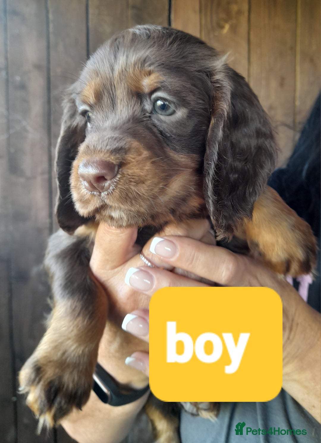 Cocker Spaniel dogs for sale: Working cocker spaniel - Image 1