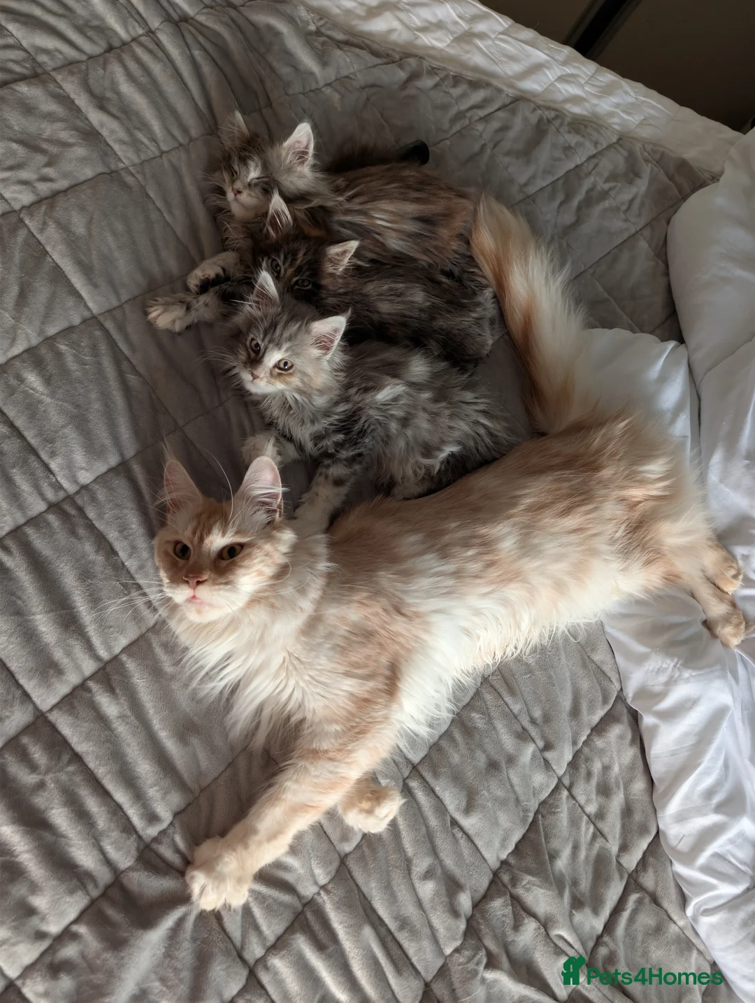 Maine Coon cats for sale: GCCF Maine Coon Kittens  - Advert 1