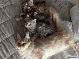 Maine Coon cats GCCF Maine Coon Kittens - Advert 2