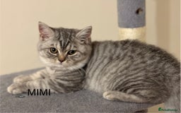 British Shorthair cats for sale: Pedigree|Champion Lines|GCCF Registered| - Image 22