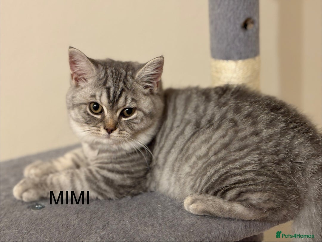 British Shorthair cats for sale: Pedigree|Champion Lines|GCCF Registered| - Image 22