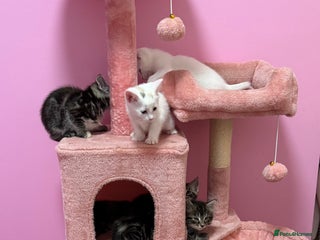 Mixed Breed cats for sale - Advert 1