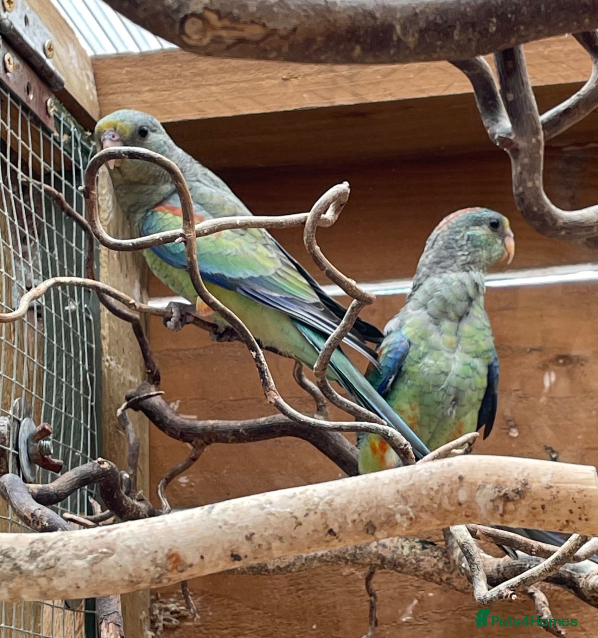 Parakeets birds Stunning baby Mulga’s (Many Coloured Parrot - Advert 2