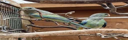 Parakeets birds for sale: Stunning baby Mulga’s (Many Coloured Parrot - Advert 1