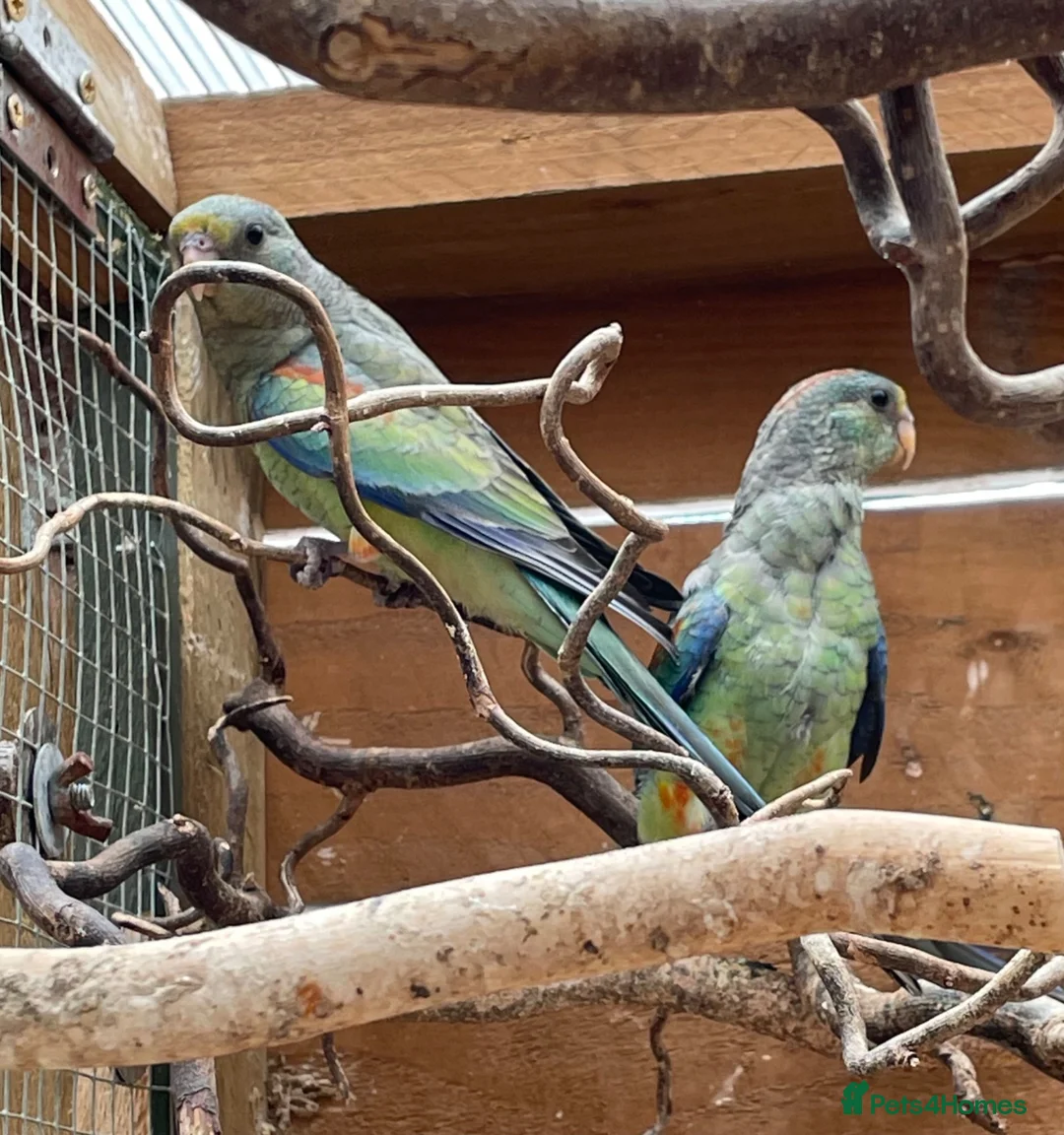 Parakeets birds for sale: Stunning baby Mulga’s (Many Coloured Parrot - Advert 1
