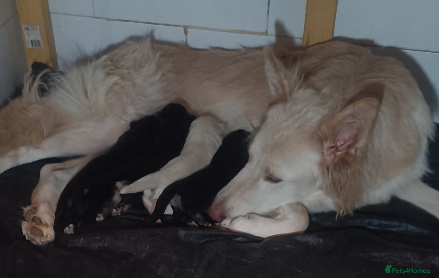 German Shepherd dogs Three girl German shepherd puppies  - Advert 4