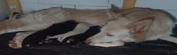 German Shepherd dogs for sale: Three girl German shepherd puppies  - Advert 1