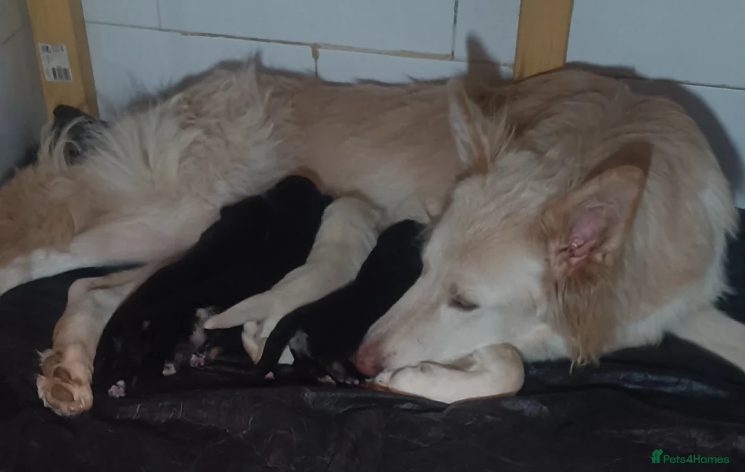 German Shepherd dogs for sale: Three girl German shepherd puppies  - Advert 1